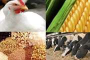 نظارت بر واردات نهاده های خوراک دام و طیور در بندر امام خمینی(ره)